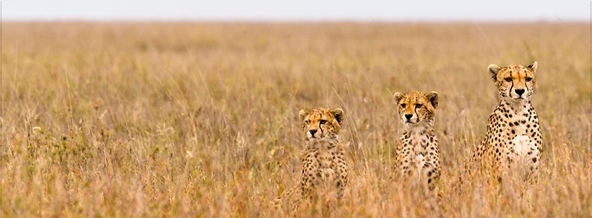Fera Safaris – (Explore best holidays packages and safaris in Tanzania)